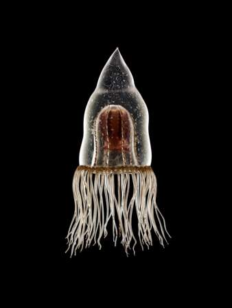 Turris digitale, une autre sorte de méduse avec de longues tentacules