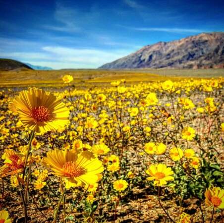 La fleur la plus présente actuellement est appelée "l’or du désert".