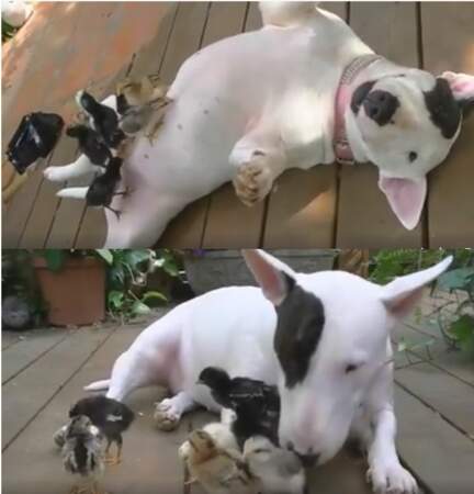 Maman Rottweiler adopte des petits poussins