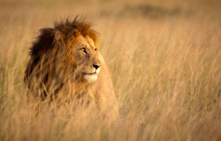 43 % des lions ont disparu depuis 1993