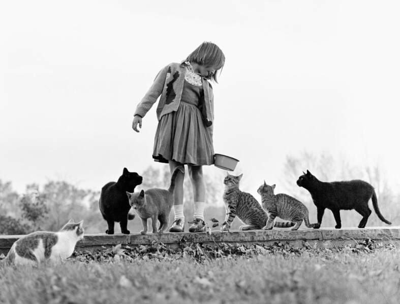 Une petite fille nourrissant des chats