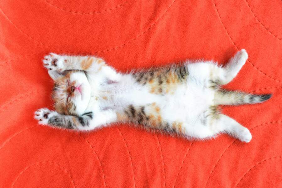 8 Photos Craquantes De Chats Dans Les Bras De Morphee Femme Actuelle