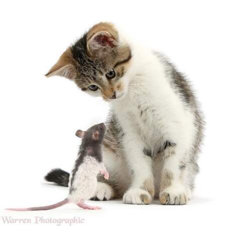 Les chats et les souris peuvent aussi être amis !