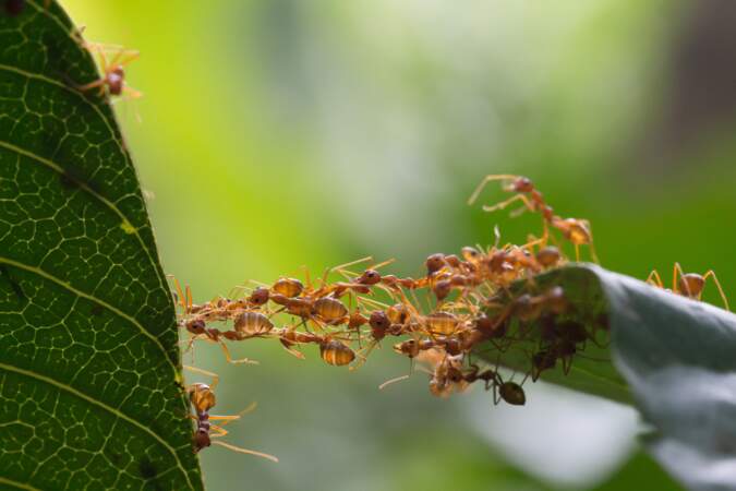 Les fourmis rouges
