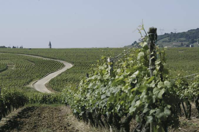 Vignes près de Dijon