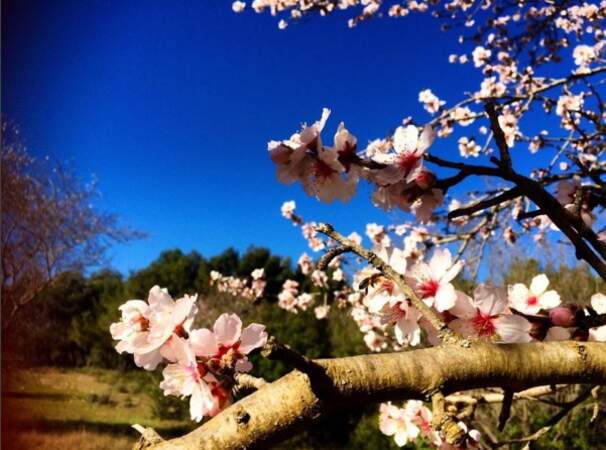 Les cerisiers sont déjà en plein depuis trois semaines en Provence
