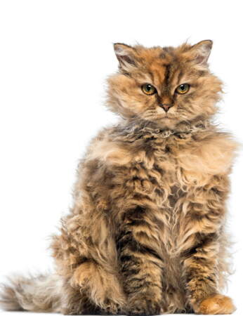 des-chats-vraiment-incroyables-femme-actuelle