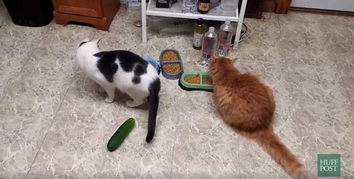 Chats vs les concombres