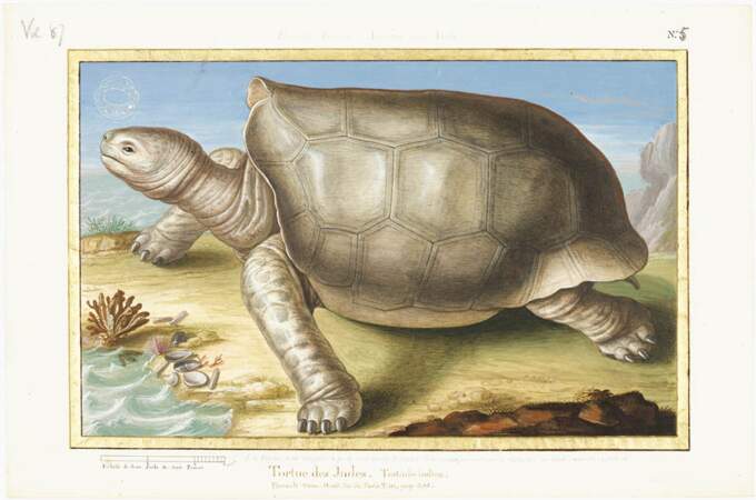 La tortue des Indes, une espèce endémique de l'île de la Réunion qui a malheureusement disparu