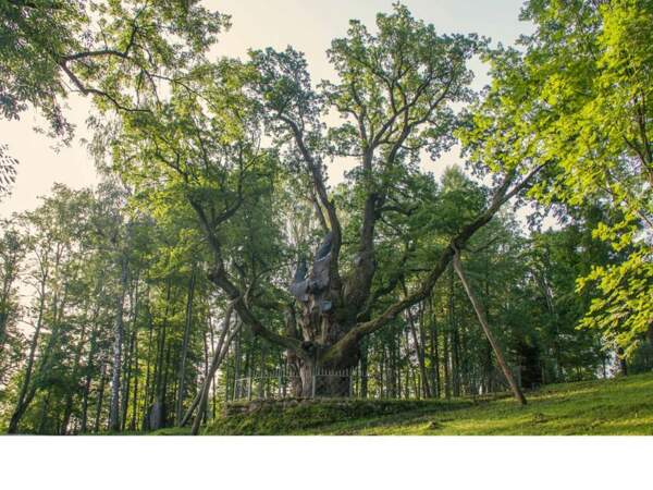 Lituanie : le chêne de Stelmužė, l'un des arbres les plus anciens d'Europe