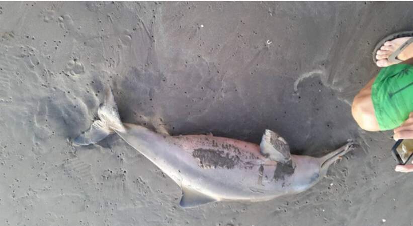 Le dauphin a été laissé pour mort sur la plage 