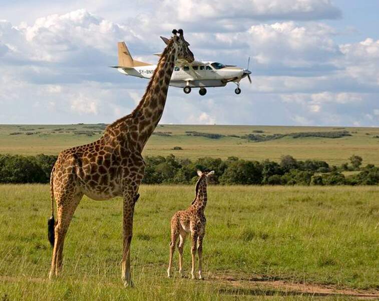 Quand Sophie la Girafe joue avec un avion 