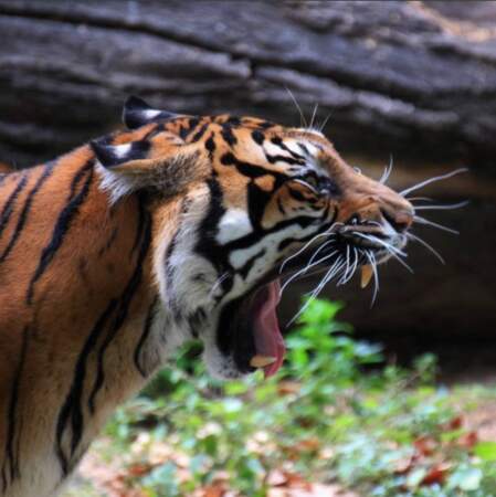 Mieux vaut aller au zoo pour admirer des tigres de Sumatra 