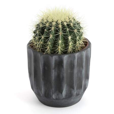 Un joli cactus