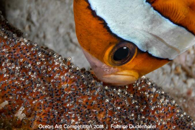 Comme dans Nemo, ce poisson clown prend soin de sa progéniture nichée dans une anémone de mer