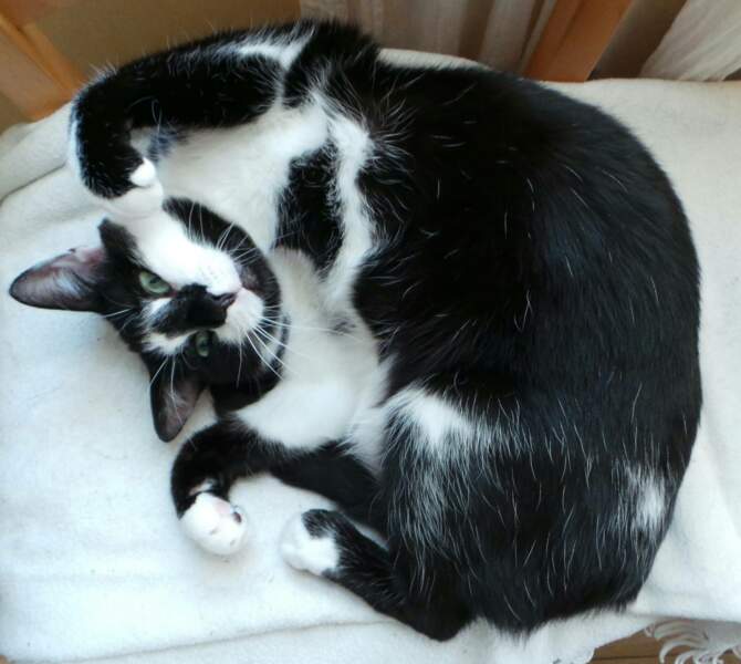 Il y a aussi Sherlock, le chat contorsionniste.