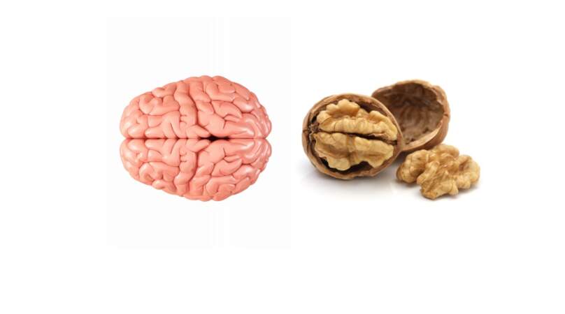 La noix : le cerveau