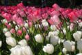 Cette année, il mesure 160 m de long et 12 m de large, avec un total de 120 000 tulipes ! 