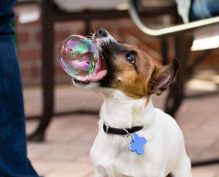 Bubble dog 