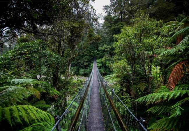 Quant la forêt néo-zéalandaise prend des airs de jungle tropicale