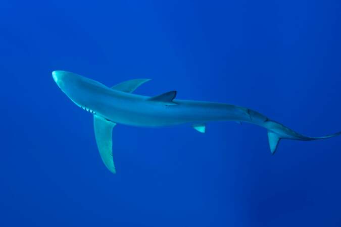 Le requin à peau bleue est-il victime de sa mauvaise réputation ?