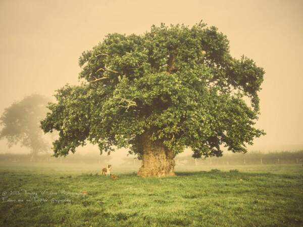 Le plus bel arbre de France sera-t-il à Faverolles ? Aux urnes citoyens,  votez pour le gros chêne ! - Faverolles (28210)