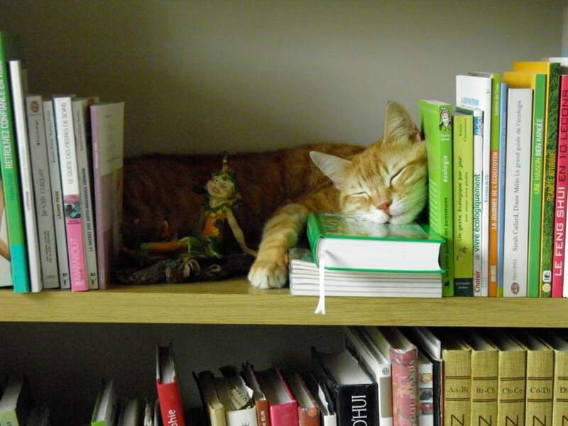 Xo, le chat de bibliothèque