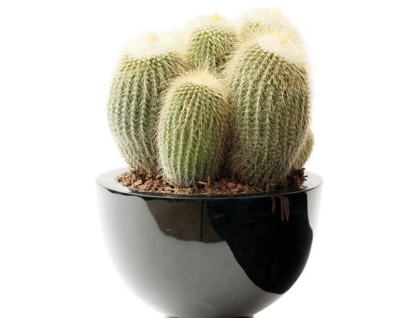 Cactus solo en pot
