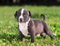 L’American Staffordshire terrier