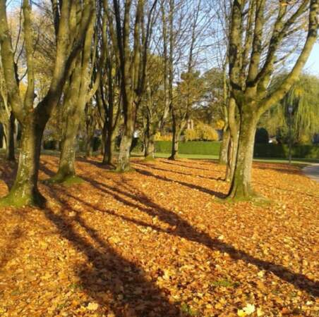 Les ombres des arbres dans un tapis de feuilles jaunes