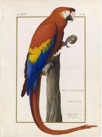 L'Ara rouge, un grand perroquet qui vit dans les forêts tropicales américaines
