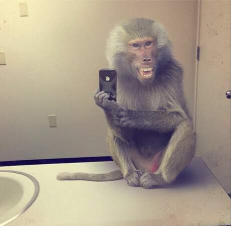 Le singe dans la salle de bains