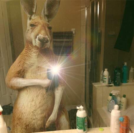 Le kangourou pose devant le miroir de la salle de bains