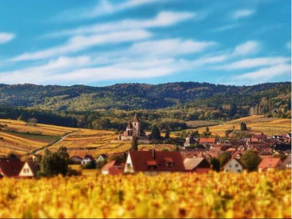 Les vignobles d'Alsace tout orangés