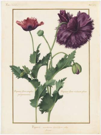 Fleurs de pavot à opium