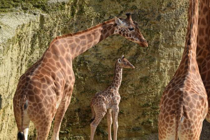 Les photos du girafon du Bioparc de Doué-la-Fontaine