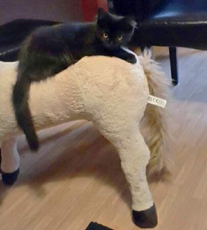 Cette Luna-là préfère l'équitation en chambre. 