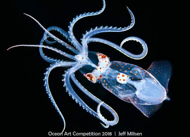 Magie de la bioluminescence... ce calamar se pare de couleurs chatoyantes