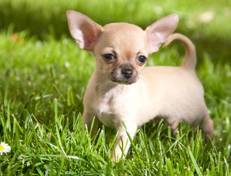 Le Chihuahua