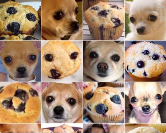 Chihuahua ou muffin?
