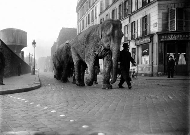 Eléphants dans les rues de Paris, mars 1941.