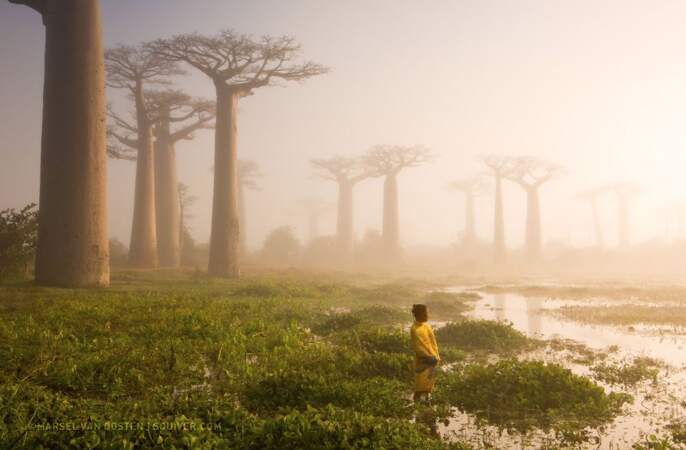 Mythiques baobabs
