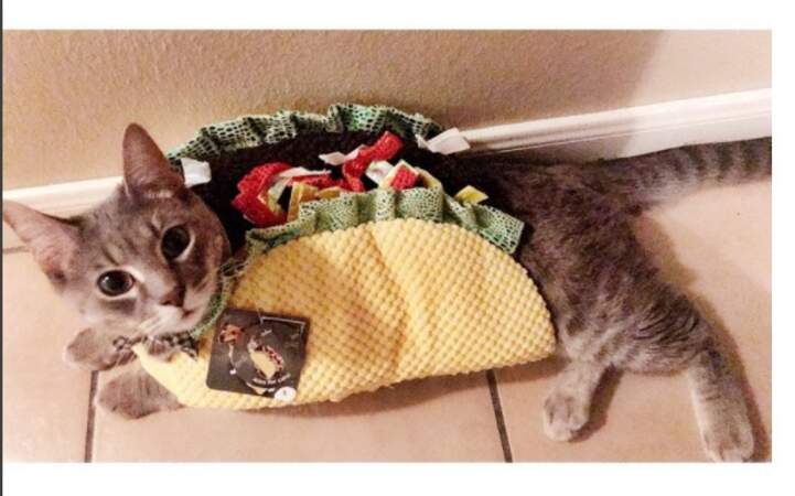 Le chat tacos 