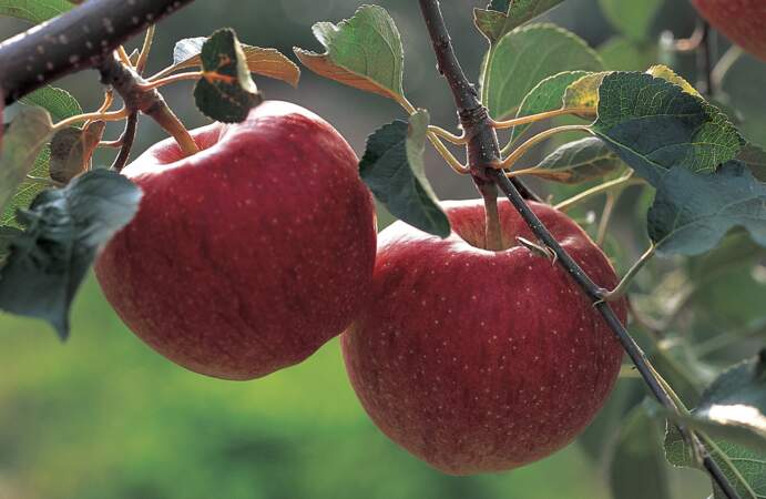 Fruit minceur : la pomme 50 kcal pour 100g 