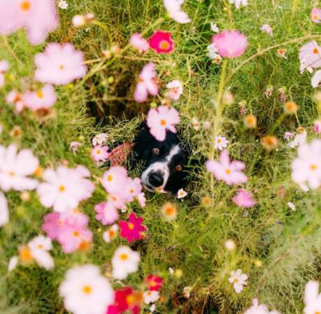 Momo aime les fleurs 