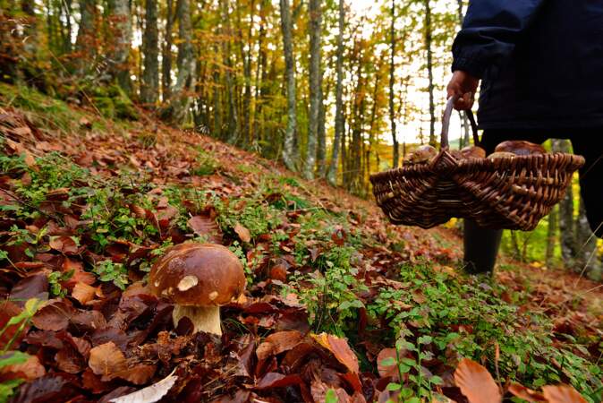 Ramasser les champignons en Ardèche : -10% de réduction pour deux nuits