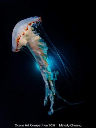 Mortelle beauté de la méduse