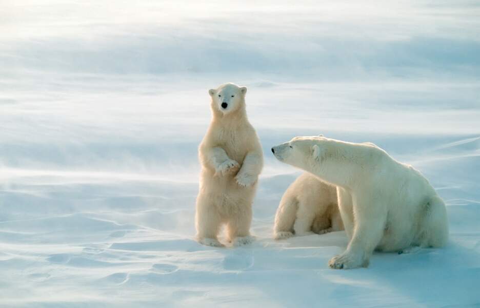 Les ours polaires, premières victimes du réchauffement climatique 