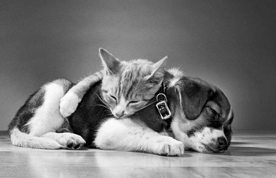 L'amitié chat et chien capturée par Walter Chandoha