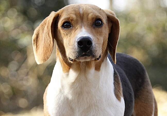 Le beagle